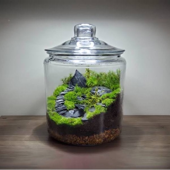 Five pieces of live moss. Shipped in plastic bags on damp paper towels. Each 4” - Picture 2 of 2